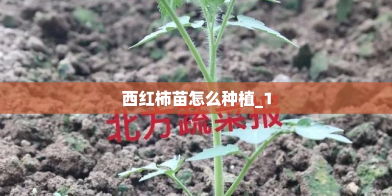 西红柿苗怎么种植_1