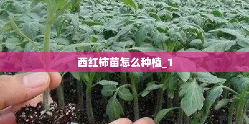 西红柿苗怎么种植_1