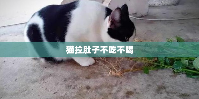 猫拉肚子不吃不喝