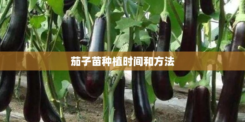 茄子苗种植时间和方法