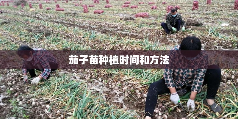 茄子苗种植时间和方法