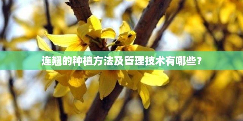 连翘的种植方法及管理技术有哪些？