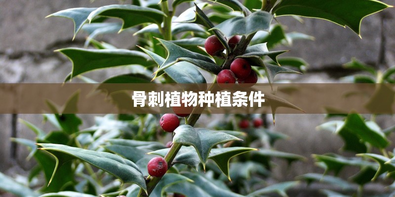 骨刺植物种植条件
