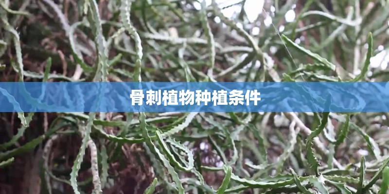 骨刺植物种植条件