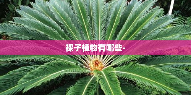 裸子植物有哪些-
