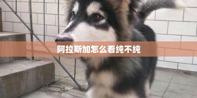 阿拉斯加怎么看纯不纯