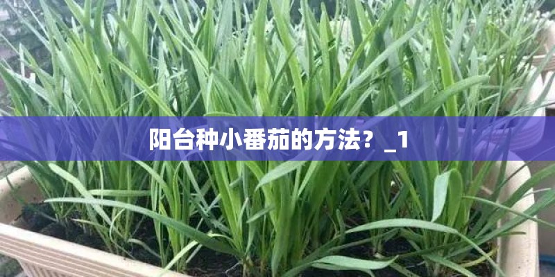 阳台种小番茄的方法？_1