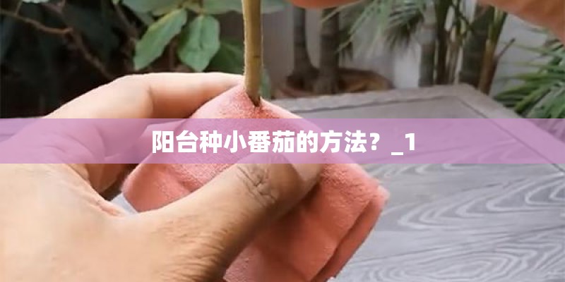 阳台种小番茄的方法？_1