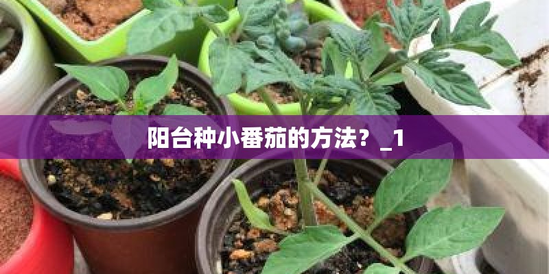阳台种小番茄的方法？_1