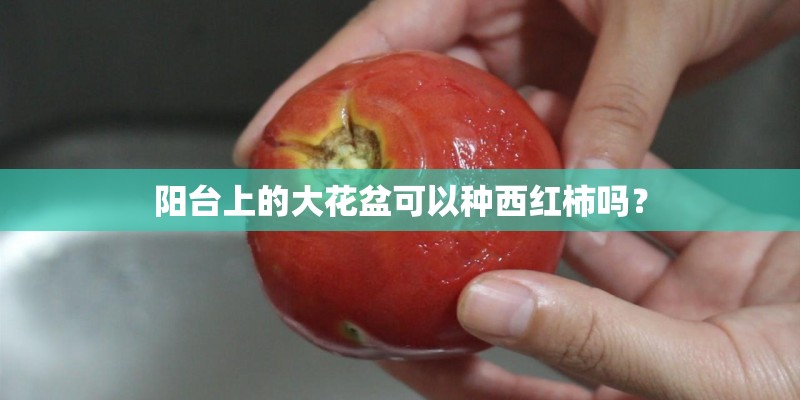 阳台上的大花盆可以种西红柿吗？