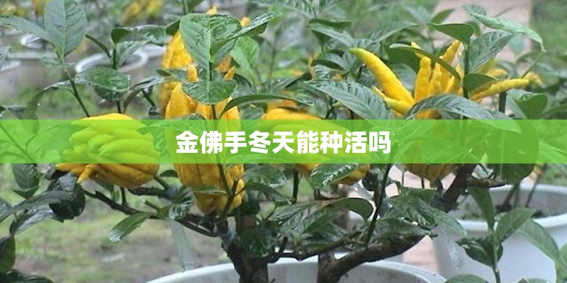 金佛手冬天能种活吗