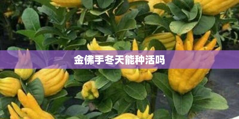 金佛手冬天能种活吗