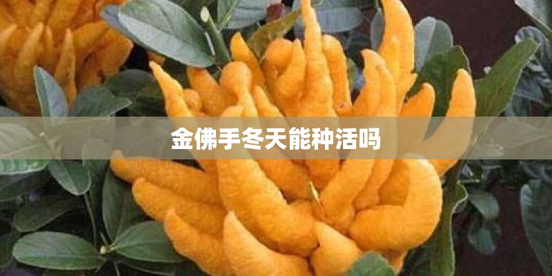 金佛手冬天能种活吗