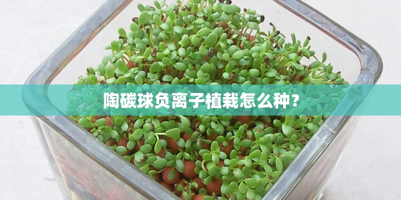 陶碳球负离子植栽怎么种？