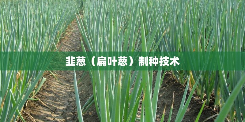 韭葱（扁叶葱）制种技术