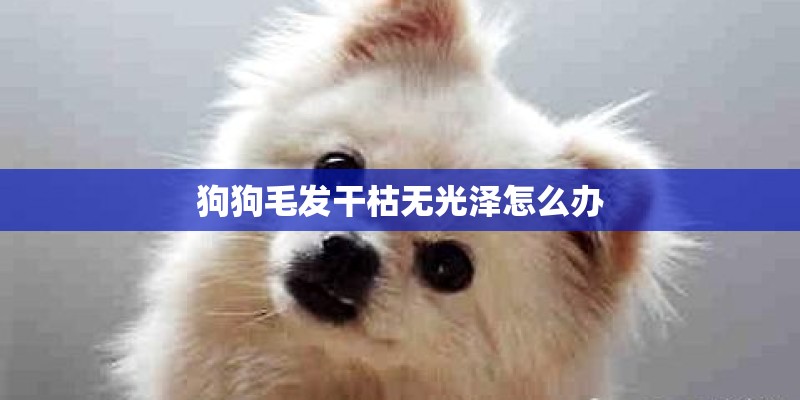 狗狗毛发干枯无光泽怎么办