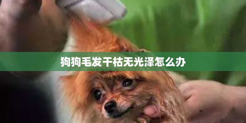 狗狗毛发干枯无光泽怎么办