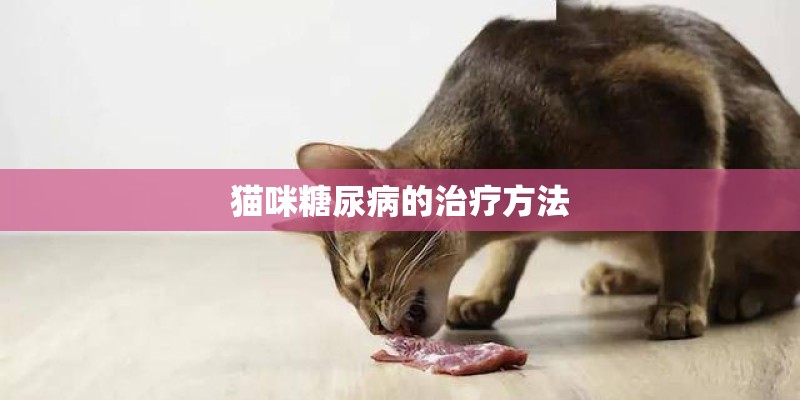 猫咪糖尿病的治疗方法