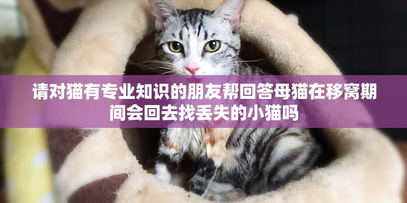 请对猫有专业知识的朋友帮回答母猫在移窝期间会回去找丢失的小猫吗