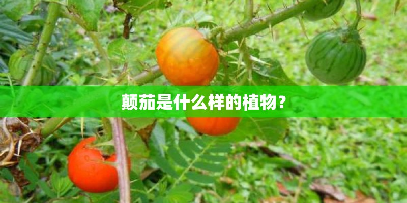 颠茄是什么样的植物？