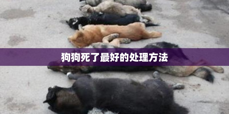 狗狗死了最好的处理方法