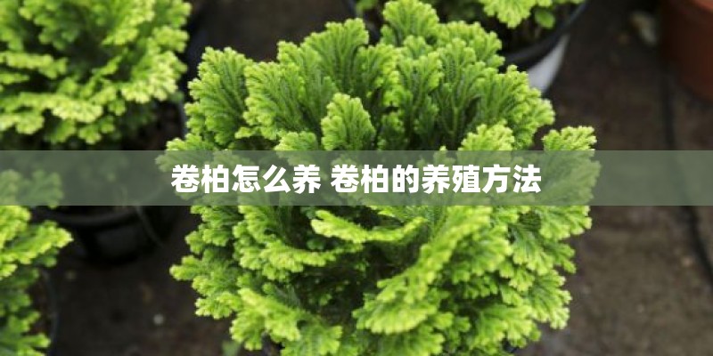 卷柏怎么养 卷柏的养殖方法