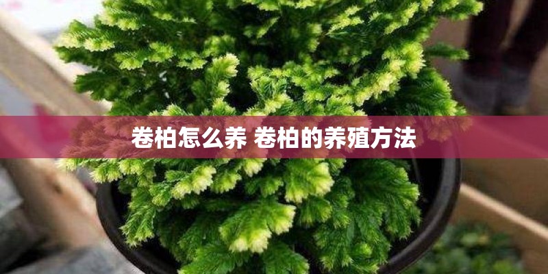 卷柏怎么养 卷柏的养殖方法 卷柏怎么养 卷柏的养殖方法