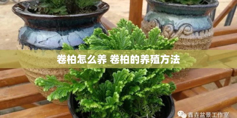 卷柏怎么养 卷柏的养殖方法 卷柏怎么养 卷柏的养殖方法