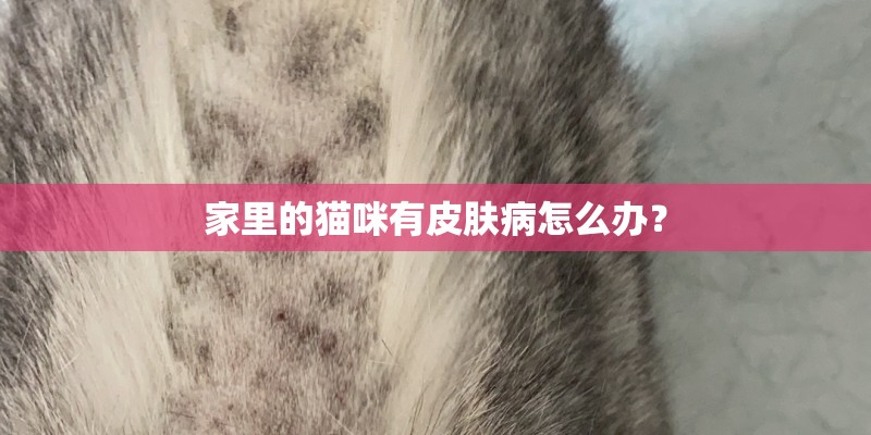 家里的猫咪有皮肤病怎么办? 家里的猫咪有皮肤病怎么办?