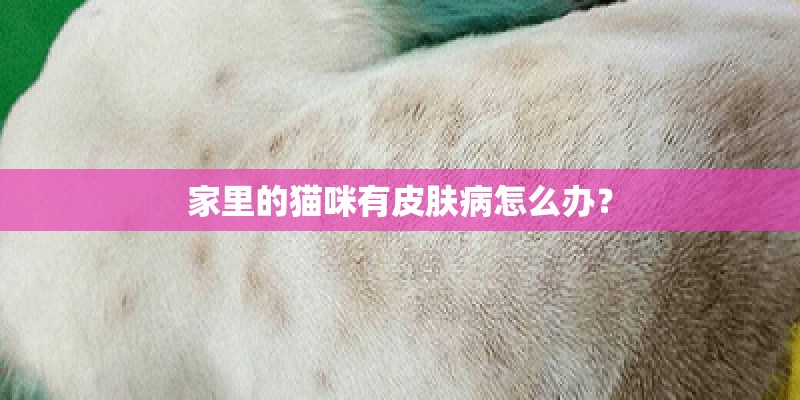 家里的猫咪有皮肤病怎么办? 家里的猫咪有皮肤病怎么办?