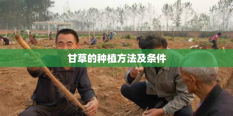 甘草的种植方法及条件