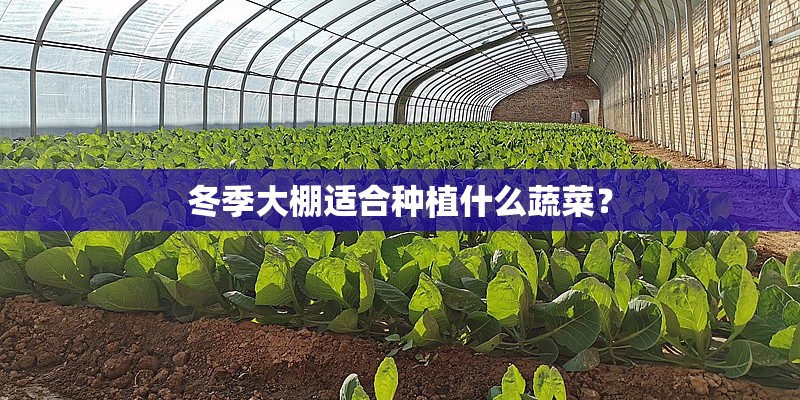冬季大棚适合种植什么蔬菜？