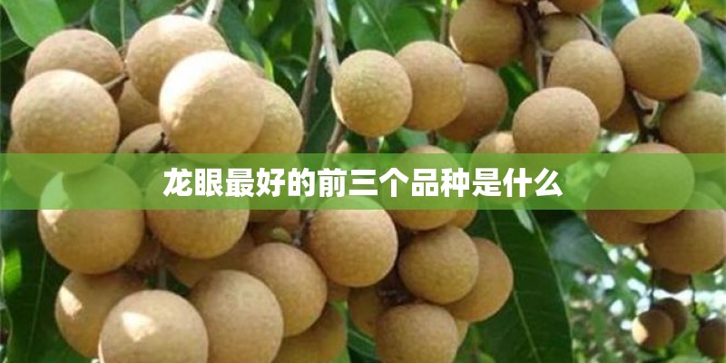 龙眼最好的前三个品种是什么 龙眼最好的前三个品种是什么
