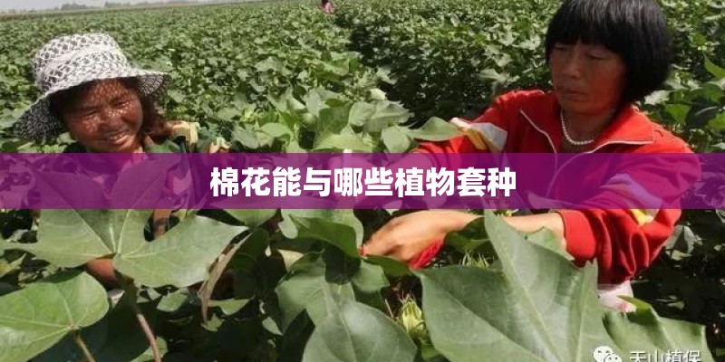 棉花能与哪些植物套种