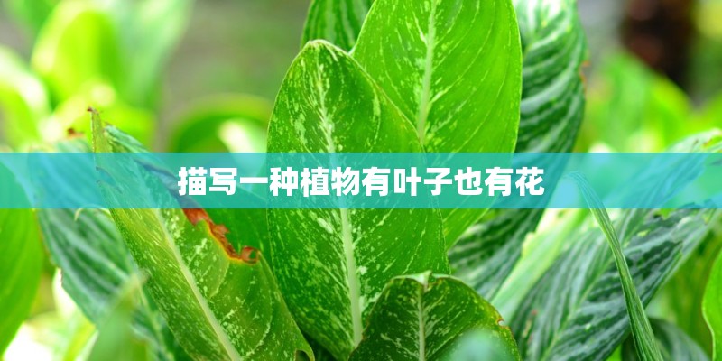 描写一种植物有叶子也有花