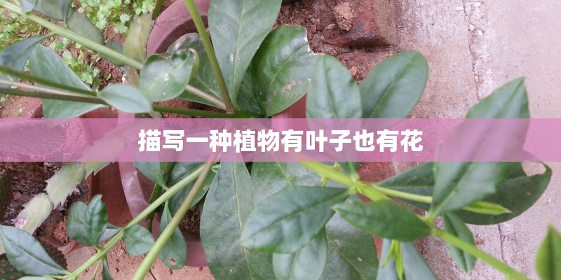 描写一种植物有叶子也有花 描写一种植物有叶子也有花