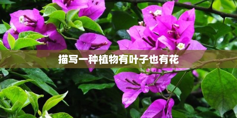 描写一种植物有叶子也有花 描写一种植物有叶子也有花