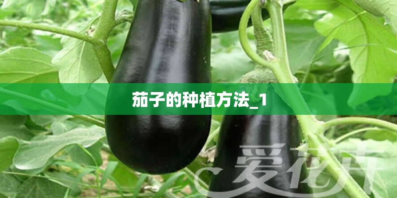 茄子的种植方法_1