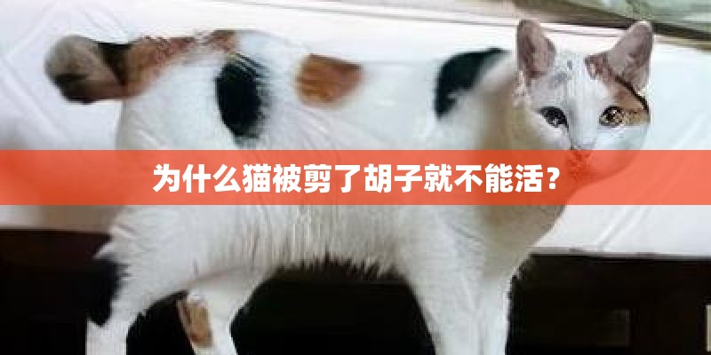 为什么猫被剪了胡子就不能活? 为什么猫被剪了胡子就不能活?