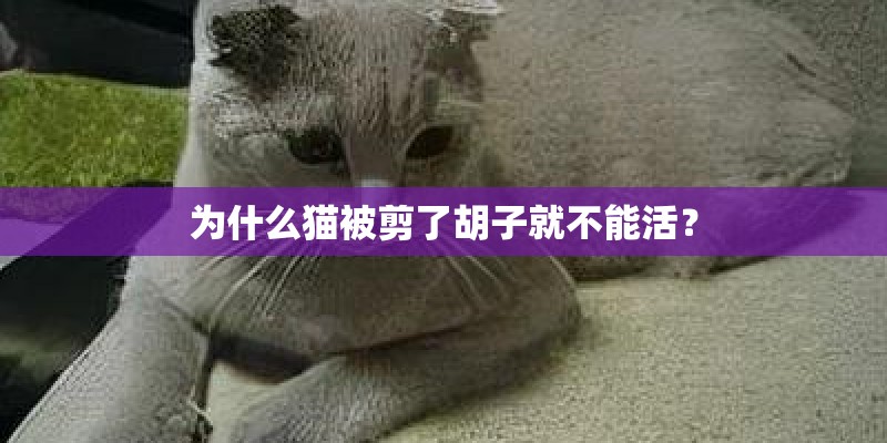 为什么猫被剪了胡子就不能活? 为什么猫被剪了胡子就不能活?