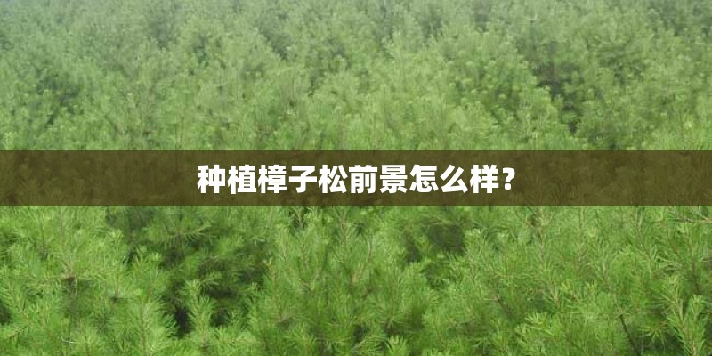 种植樟子松前景怎么样？