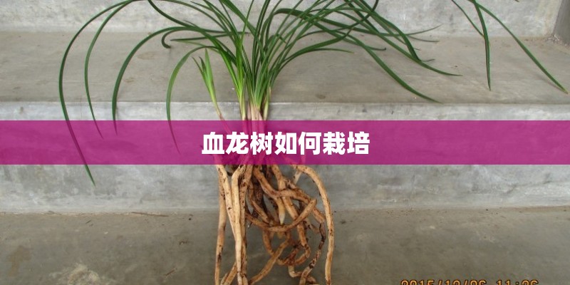 血龙树如何栽培