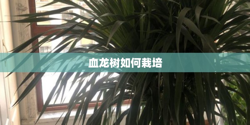 血龙树如何栽培