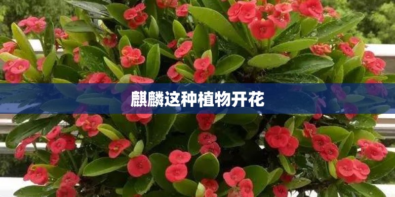 麒麟这种植物开花 麒麟这种植物开花