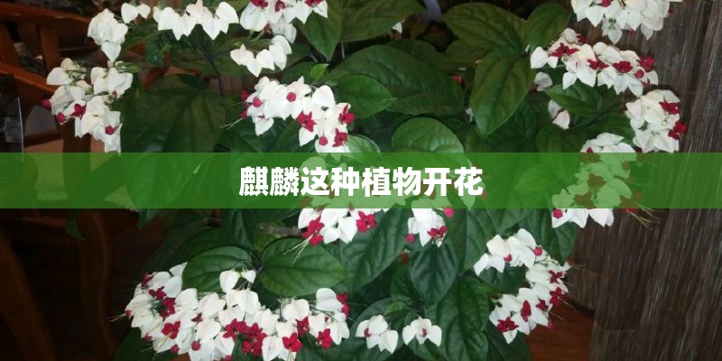 洋辣子养殖一亩地能产多少斤