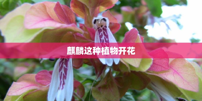 麒麟这种植物开花 麒麟这种植物开花