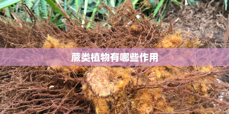 科沃斯擦窗机器人怎么用