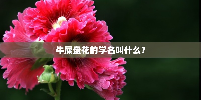 牛屎盘花的学名叫什么? 牛屎盘花的学名叫什么?