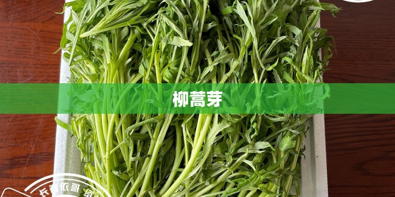 柳蒿芽 柳蒿芽