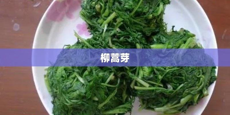 柳蒿芽 柳蒿芽